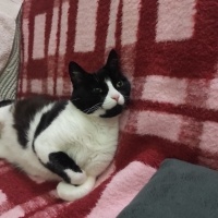 Tekir Kedi, Kedi  Müjgan fotoğrafı