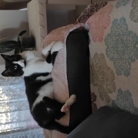 Tekir Kedi, Kedi  Müjgan fotoğrafı
