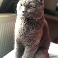 British Shorthair, Kedi  Leo fotoğrafı