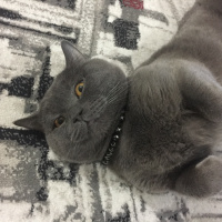 British Shorthair, Kedi  Leo fotoğrafı