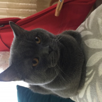 British Shorthair, Kedi  Leo fotoğrafı