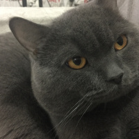 British Shorthair, Kedi  Leo fotoğrafı