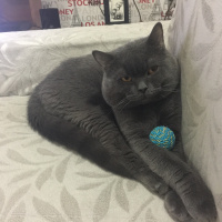 British Shorthair, Kedi  Leo fotoğrafı