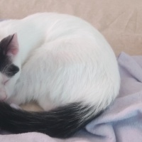 Tekir Kedi, Kedi  Güneş fotoğrafı