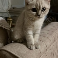 British Shorthair, Kedi  odi ve osi fotoğrafı