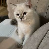 British Shorthair, Kedi  odi ve osi fotoğrafı