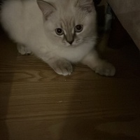 British Shorthair, Kedi  odi ve osi fotoğrafı