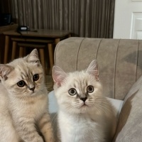 British Shorthair, Kedi  odi ve osi fotoğrafı