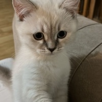 British Shorthair, Kedi  odi ve osi fotoğrafı