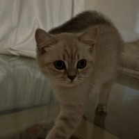British Shorthair, Kedi  odi ve osi fotoğrafı