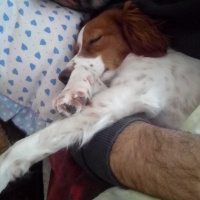 King Charles Spaniel, Köpek  Tarçın19 fotoğrafı