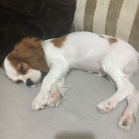 King Charles Spaniel, Köpek  Tarçın19 fotoğrafı