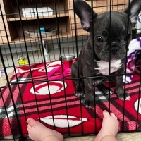 Fransız Bulldog, Köpek  Buddy fotoğrafı
