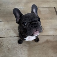 Fransız Bulldog, Köpek  Buddy fotoğrafı