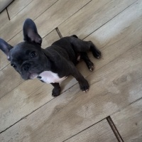 Fransız Bulldog, Köpek  Buddy fotoğrafı