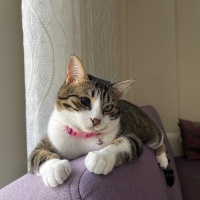 Tekir Kedi, Kedi  şukufe fotoğrafı
