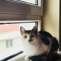 Soke, Kedi  Prenses fotoğrafı