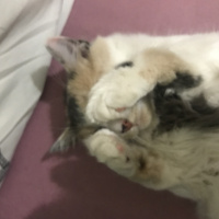 Soke, Kedi  Prenses fotoğrafı