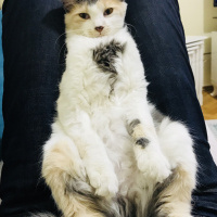 Soke, Kedi  Prenses fotoğrafı