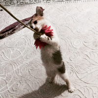 Soke, Kedi  Prenses fotoğrafı