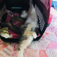 Soke, Kedi  Prenses fotoğrafı
