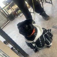 Pug, Köpek  Bella fotoğrafı