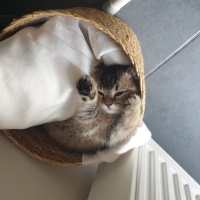 Scottish Fold, Kedi  Bella fotoğrafı