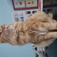 Sarman, Kedi  Minnoş fotoğrafı