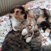 Tekir Kedi, Kedi  Eva fotoğrafı