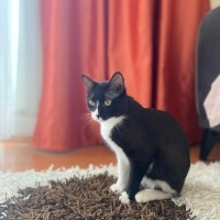 Tuxedo (Smokin) Kedi, Kedi  Gece fotoğrafı