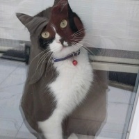 Tuxedo (Smokin) Kedi, Kedi  Gece fotoğrafı