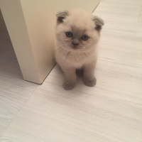 Scottish Fold, Kedi  MİA fotoğrafı