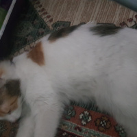 American Wirehair, Kedi  Pamuk fotoğrafı