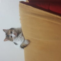 American Wirehair, Kedi  Pamuk fotoğrafı