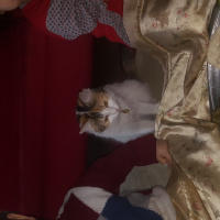American Wirehair, Kedi  Pamuk fotoğrafı