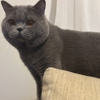 British Shorthair, Kedi  Gölge fotoğrafı