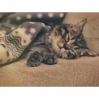 Chinchilla, Kedi  Venüs fotoğrafı