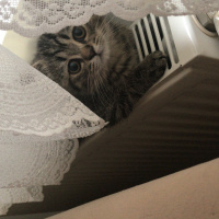 Chinchilla, Kedi  Venüs fotoğrafı