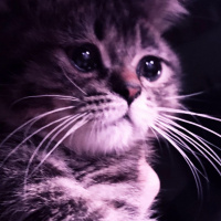 Chinchilla, Kedi  Venüs fotoğrafı