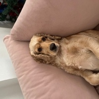 İngiliz Cocker Spaniel, Köpek  Tarçın fotoğrafı