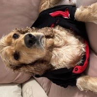 İngiliz Cocker Spaniel, Köpek  Tarçın fotoğrafı