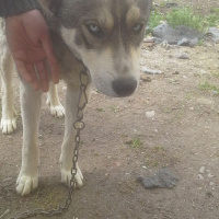 Sibirya Kurdu (Husky), Köpek  kolpa fotoğrafı