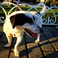 Jack Russell Terrier, Köpek  Rodos fotoğrafı