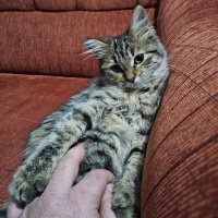 Tekir Kedi, Kedi  Umay fotoğrafı
