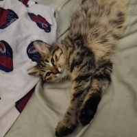 Tekir Kedi, Kedi  Umay fotoğrafı
