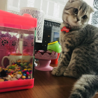 Scottish Fold, Kedi  pasha fotoğrafı