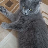 Scottish Fold, Kedi  Ruya fotoğrafı