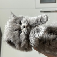 British Shorthair, Kedi  Pamuk fotoğrafı