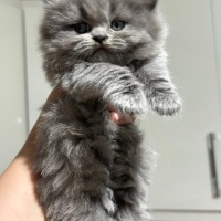 British Shorthair, Kedi  Pamuk fotoğrafı