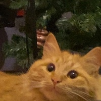 Sarman, Kedi  Tarçın fotoğrafı